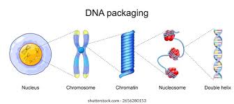 DNA Packaging