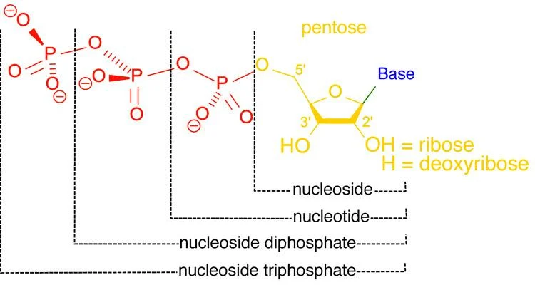 Nucleoside
