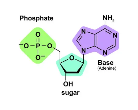 Nucleotide